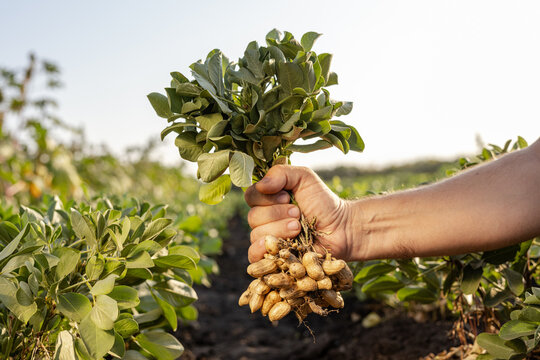 A farmer holding freshly harvested peanuts with roots in a field