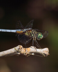dragonfly on a branch