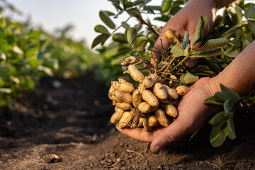 A farmer holding freshly harvested peanuts with roots in a field - Powered by Adobe