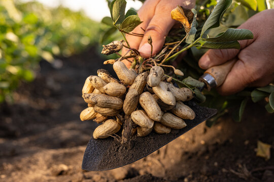 A farmer holding freshly harvested peanuts with roots in a field