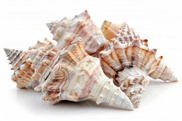 Obraz premium Sea conch group on white background