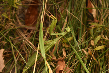 The picture shows a green insect, a praying mantis. The praying mantis is hiding in the grass.