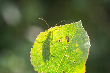 insect silhouette behind a leaf 
