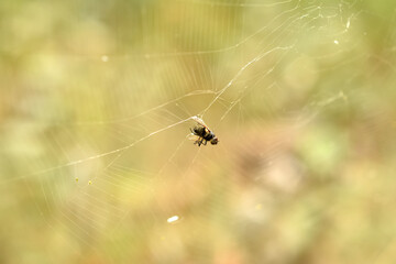 A common fly became a victim of a spider after getting caught in a sticky web.