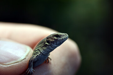 The man holds a green lizard in his hand, which is bursting out of it.