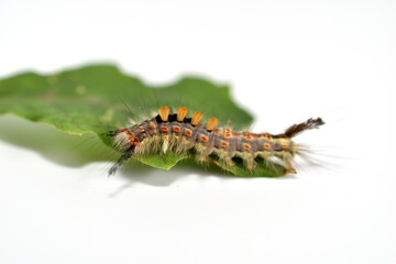 The picture shows a caterpillar of the butterfly Insect Orgyia antiqua, the Rusty tussock moth, crawling on a leaf.