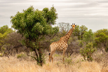 Girafa em Pé Entre a Vegetação da Savana Africana