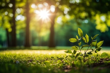 Captivating nature photography showcasing leaves and grass with a sunlit bokeh background