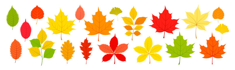 Set of autumn leaves in cartoon style. Vector illustration of leaves of different colors and types: maple, oak, ginkgo, birch, chestnut, walnut, branches isolated on white background. Autumn season.