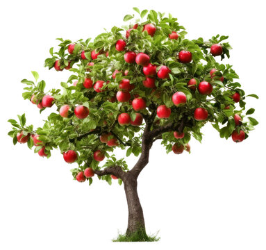 PNG An apple tree produce fruit plant.