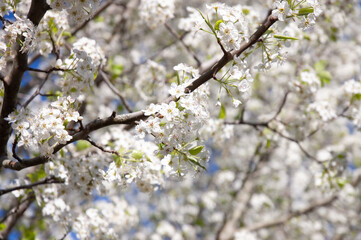 blooming tree