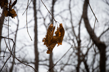 Last leaf