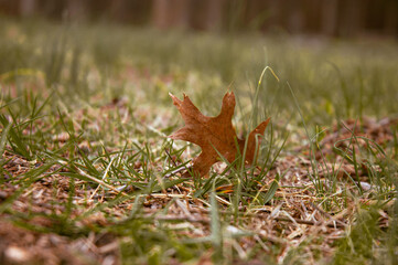 The last leaf 