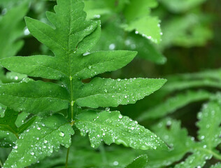 green leaves after rain as nature background