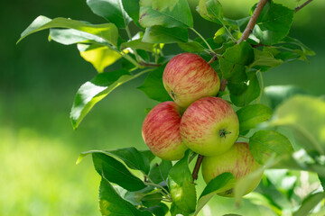 apples on the tree in harvest season