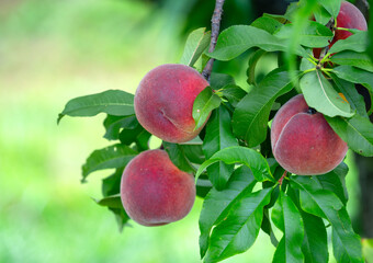 close up on fresh peaches on the branch