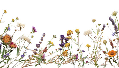 PNG Colorful wildflowers on white background