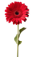 PNG Flower petal daisy plant.