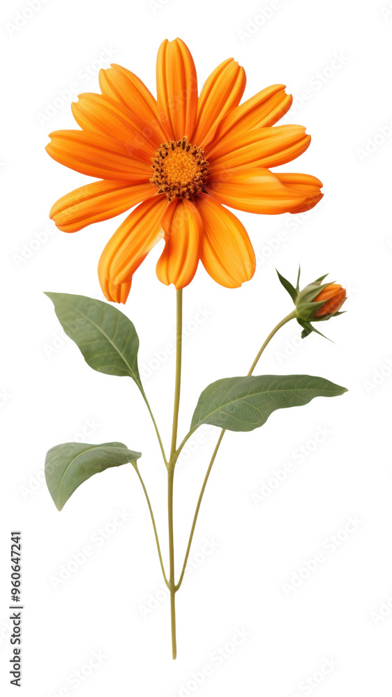 Wall mural PNG Mexican sunflower petal plant daisy.