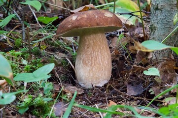mushroom
