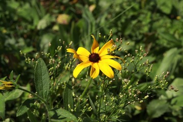 yellow flower in the garden