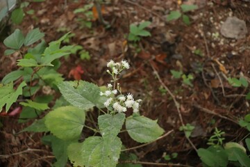 White flower forest 