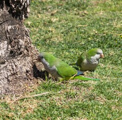 Monk Parakeet (Myiopsitta monachus) on a lawn in Torremolinos, Andalusia, Spain.