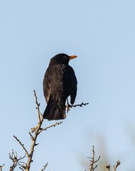 Blackird (Turdus merula) at nature reserve Guadalhorce, near Malaga in Andalusia, Spain.
