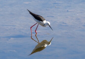 Black-winged Stilt (Himantopus himantopus) in a small lake at nature park Guadalhorce near Malaga in southern Spain.