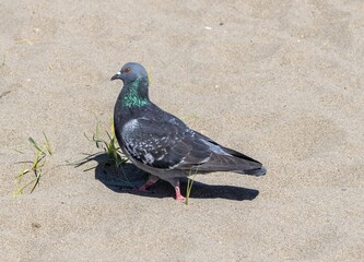 Feral Pigeon (Columba livia) on the beach in Torremolinos, Andalusia, Spain.