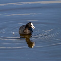 Coot (Fulica atra) swimming in the pond Laguna Escondida at Guadalhorce nature reserve outside Malaga, Andalusia, Spain.