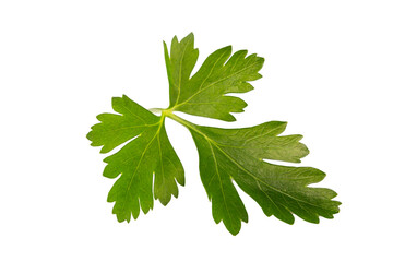 Green fresh parsley leaf isolated on white background