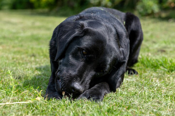 Portrait of a black Labrador chewing a stick
