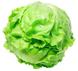 iceberg lettuce on white background