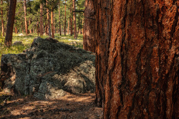 Ponderosa pines and boulders within Rocky Mountain National Park, Colorado