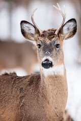 A young buck, alert to the photographer in the field, near Hartford Wisconsin in February