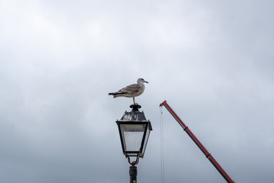 Seagull sitting on a lamppost in front of a tower trane