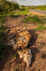 Dead cow by the roadside due to drought, in the interior of northeastern Brazil.