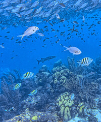 Fototapeta premium Baitball off the coast of the Cariibean island of Bonaire