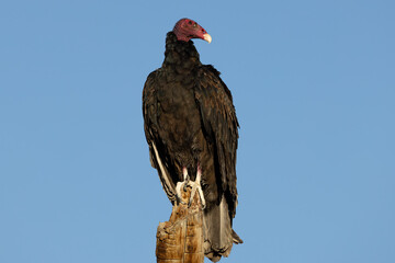 Turkey Vulture Perched On Tree Stump