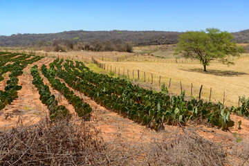Palm plantation in the Caatinga Biome, in the northeastern region of Brazil during the dry season, to feed cattle. Matureia, Para&iacute;ba, Brazil.