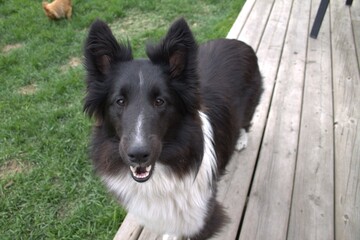 black and white sheltie smiling