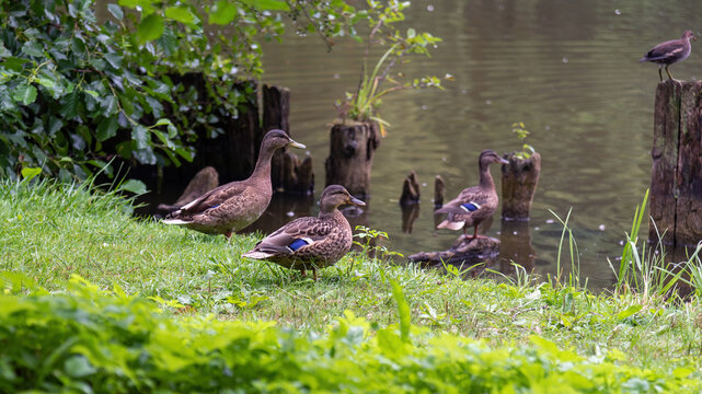 Ducks on the grass near the pond.