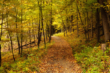 Fototapeta premium Hiking trail disappears into the shadows within the Pike Lake Unit, Kettle Moraine State Forest, Hartford, Wisconsin in mid-October