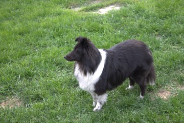 Black and white Sheltie adult