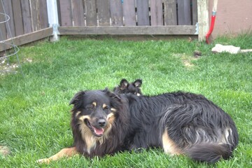 australien shepard german shepard mix older dog with little pup behind
