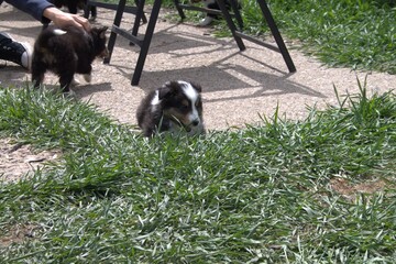 bicolor sheltie puppy peering into the grass