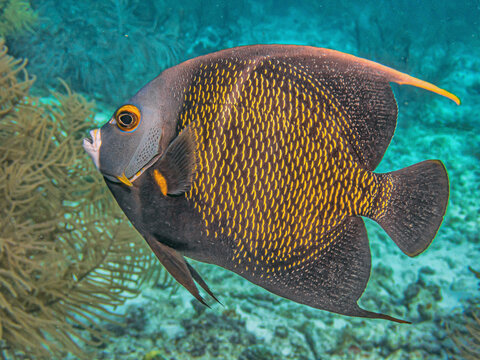 French angelfish,,Pomacanthus paru off the coast of the island of Bonaire
