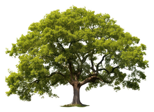 PNG Tree plant white background tranquility.