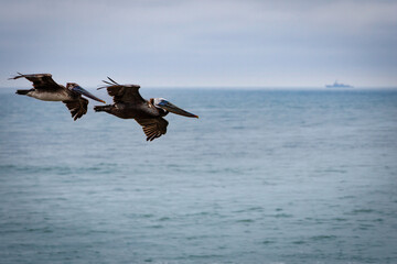 Point Loma Pelicans 3